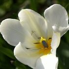 Tulpe in weiß