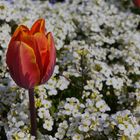 Tulpe in weißem Blütenmeer
