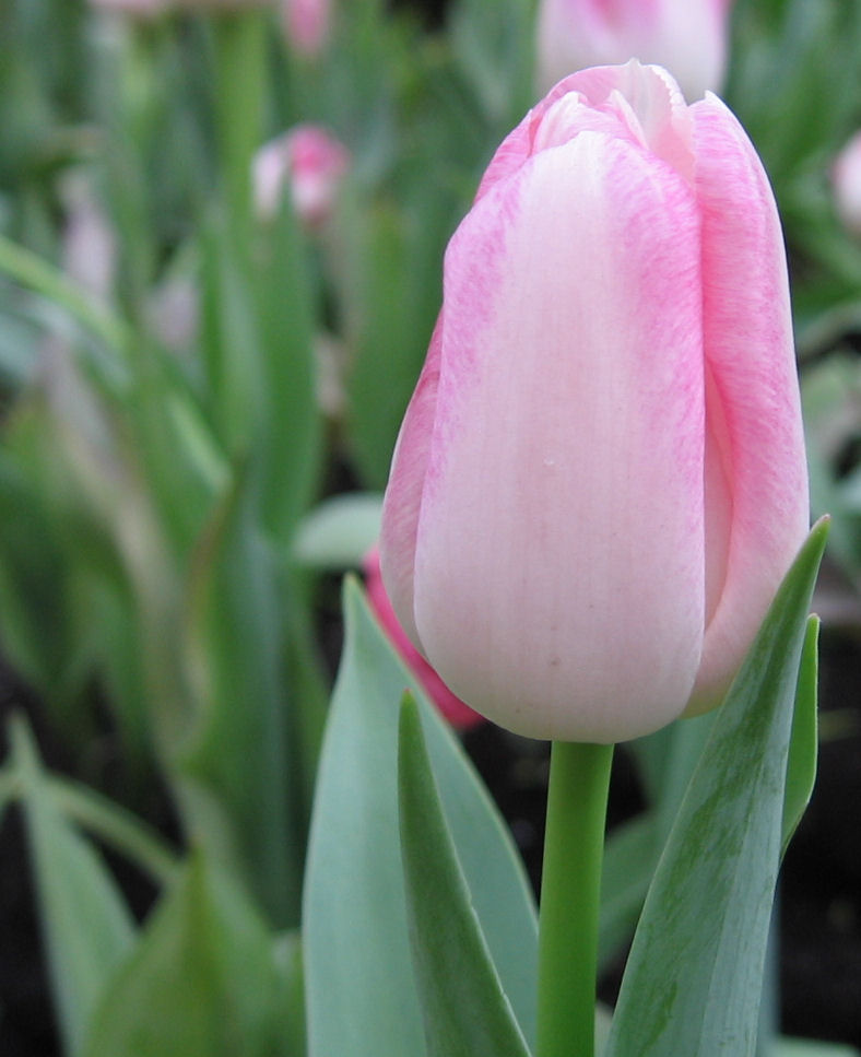 Tulpe in zartrosa