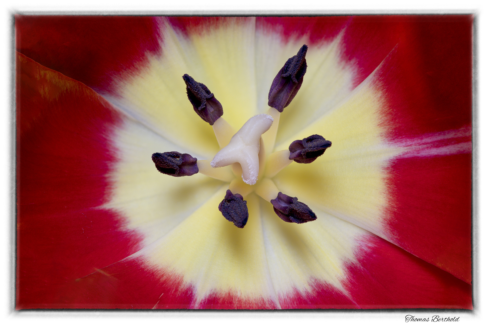 Tulpe innen