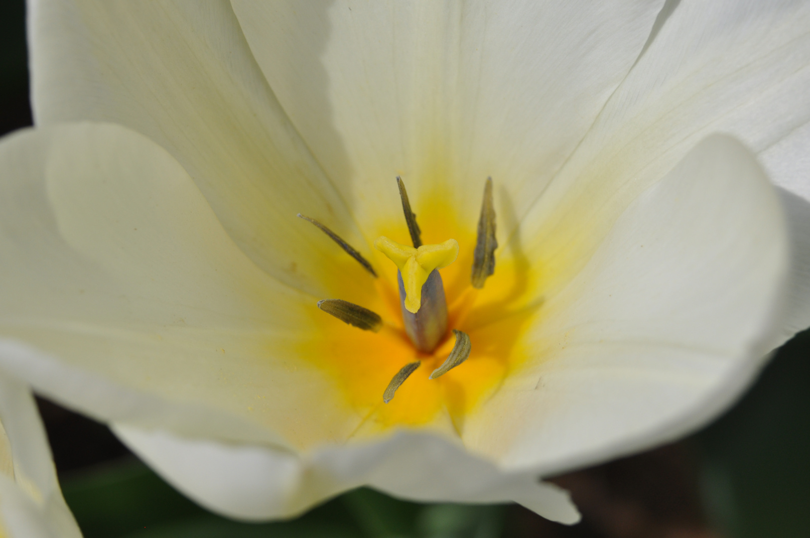 Tulpe innen