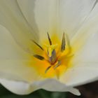 Tulpe innen