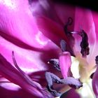 Tulpe Innenleben 1