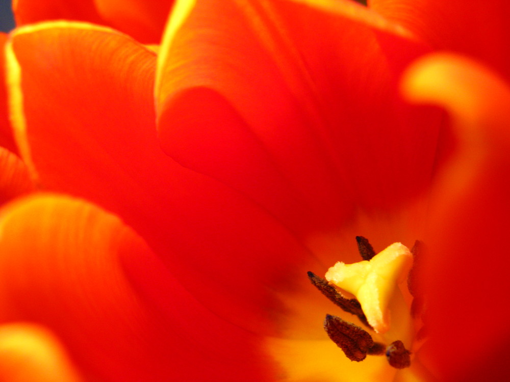 Tulpe Innenleben