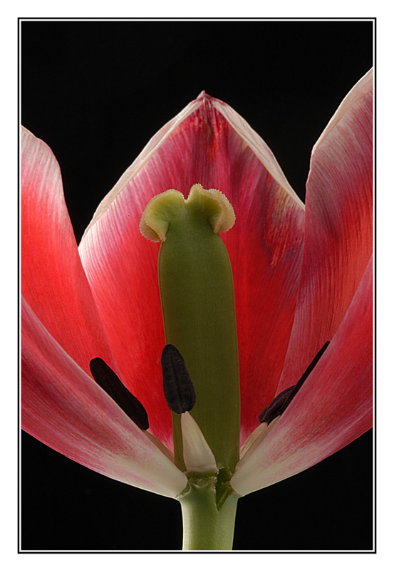 Tulpe inside