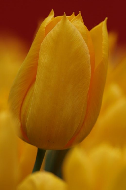 Tulpe IV