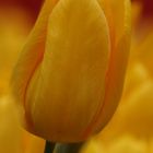 Tulpe IV