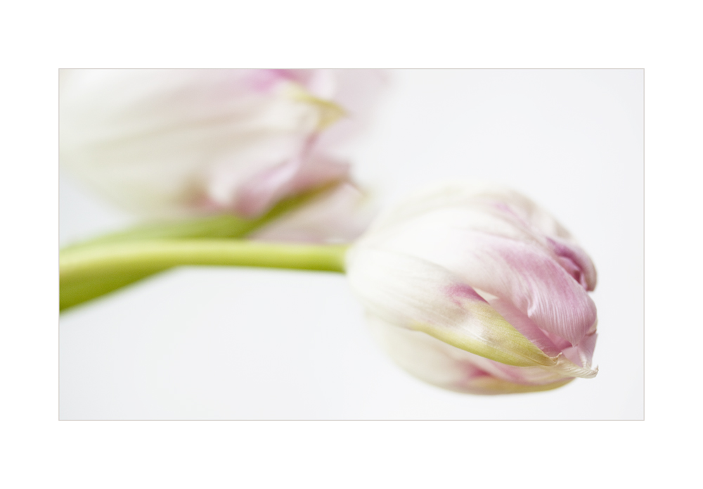 Tulpe IV