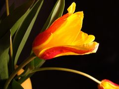 Tulpe IV