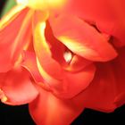 Tulpe IV