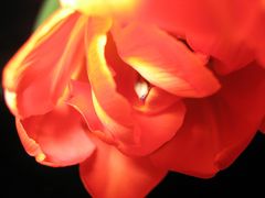 Tulpe IV