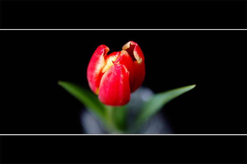 Tulpe IX