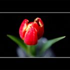 Tulpe IX