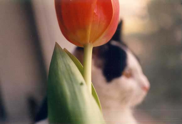 Tulpe & Katze