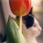 Tulpe & Katze