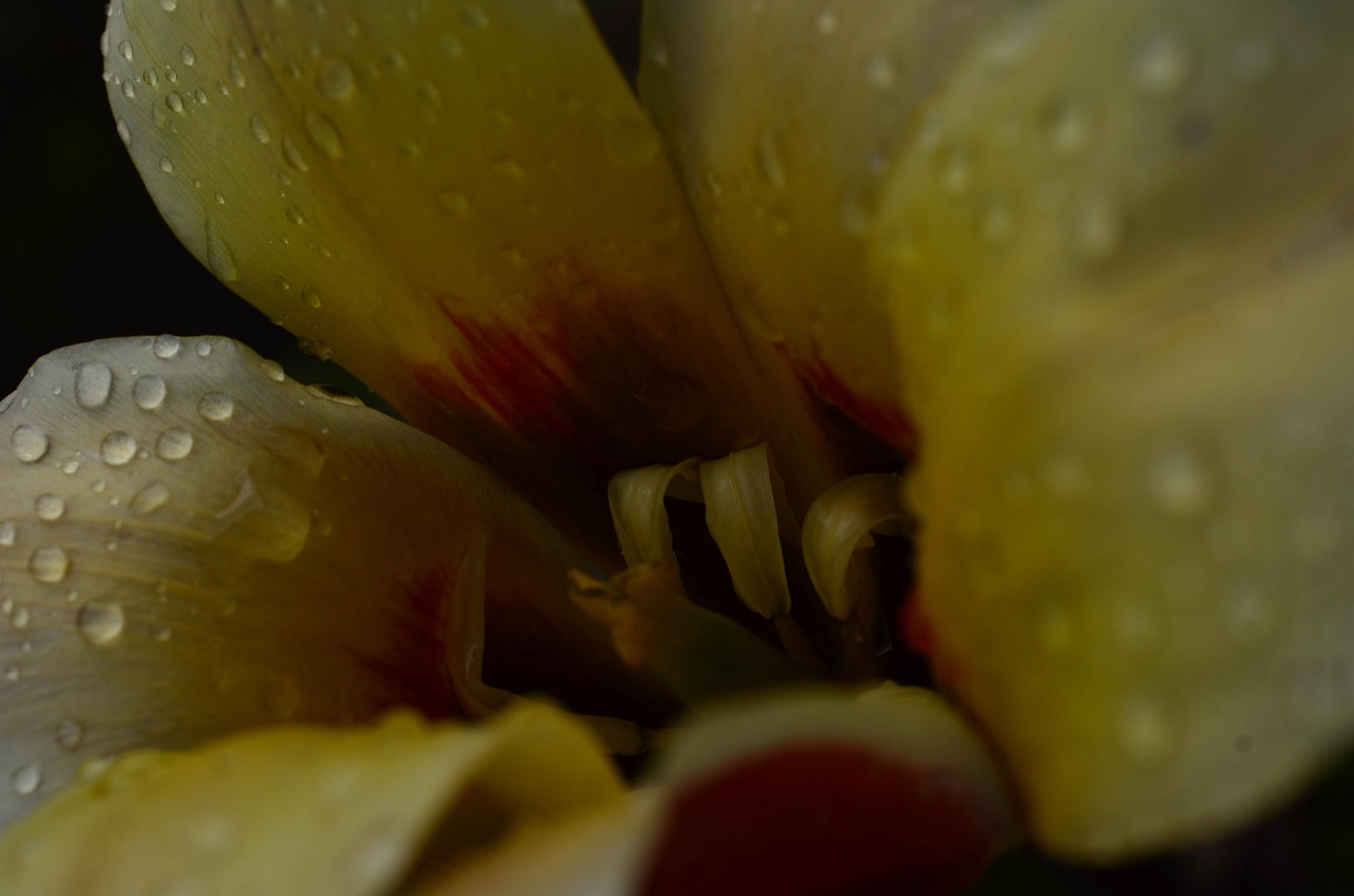 Tulpe kurz nach dem Regenschauer