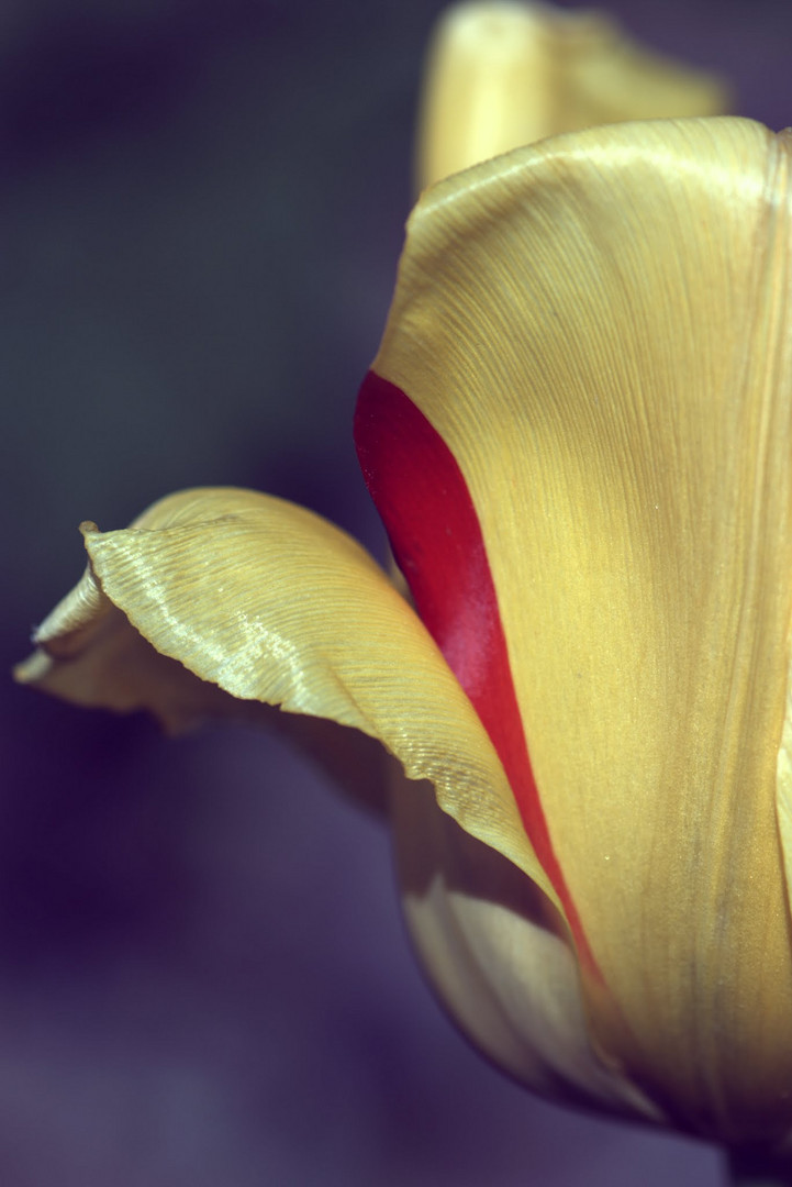 Tulpe kurz vorm verblühen