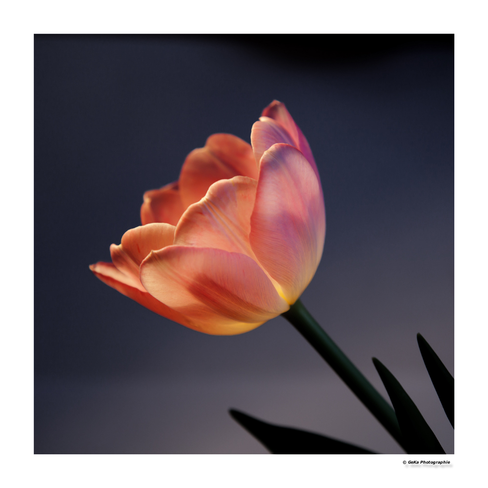 Tulpe, leuchtend