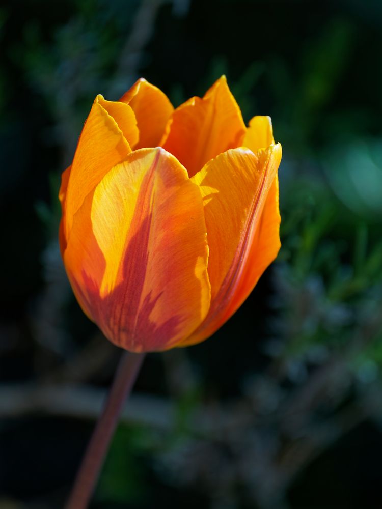 Tulpe leuchtend im Abendlicht