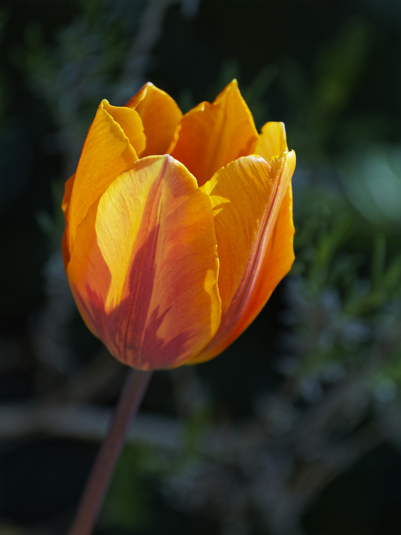 Tulpe leuchtend im Abendlicht