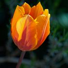 Tulpe leuchtend im Abendlicht