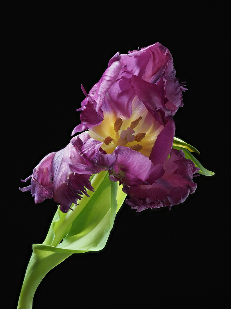 Tulpe Lila