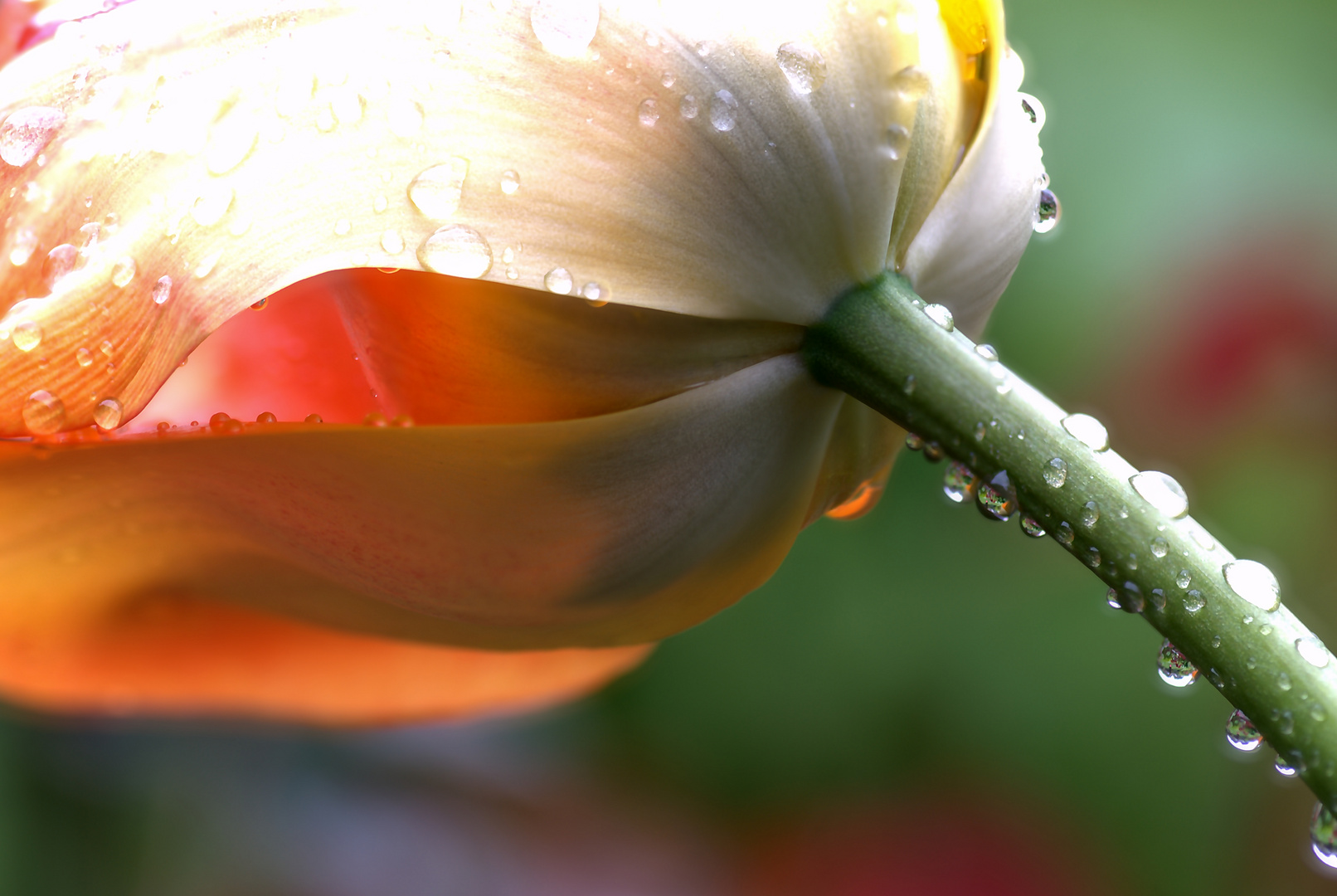 Tulpe m. Regentropfen DSC_5750_1_2_3_4