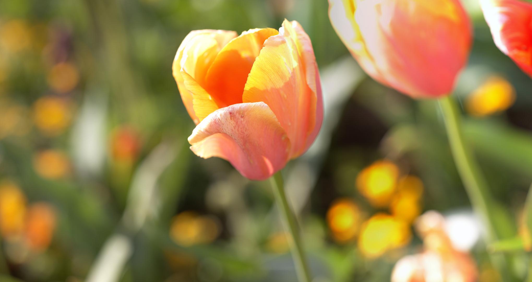 Tulpe Macro-Panorama