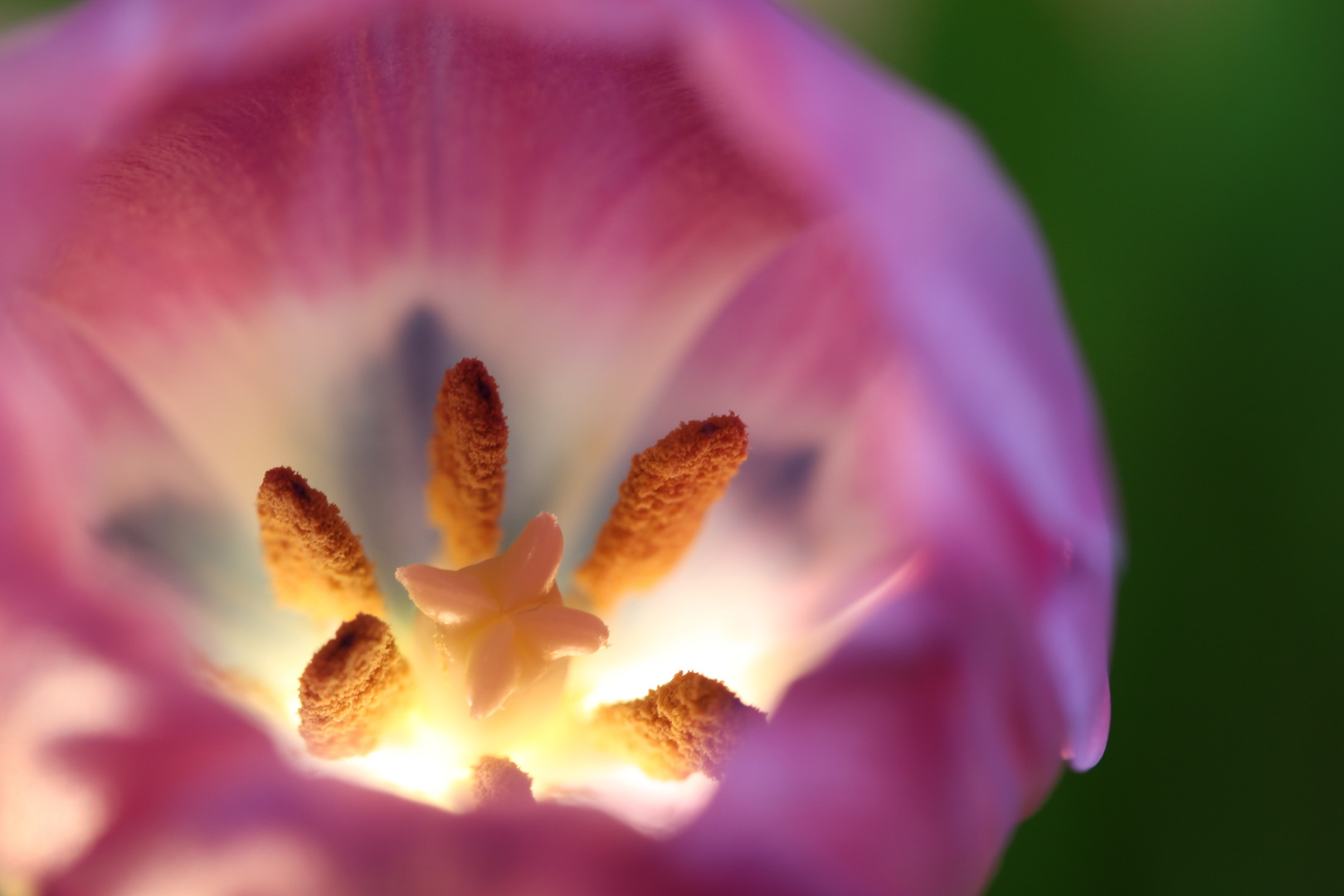 Tulpe März 2010