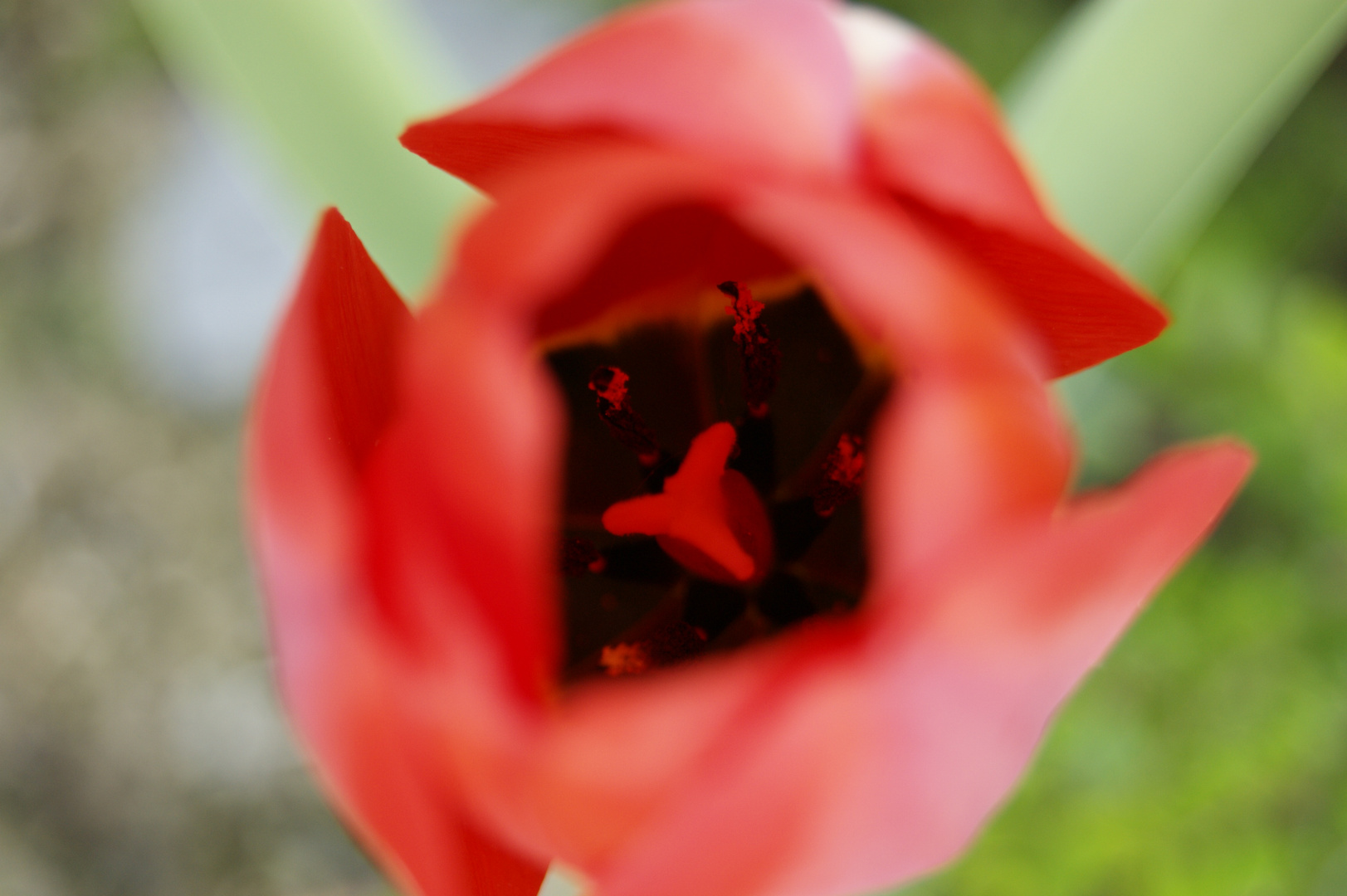 tulpe-makro