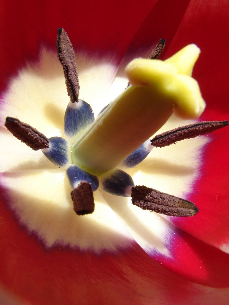 Tulpe Makro