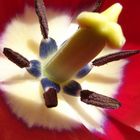 Tulpe Makro