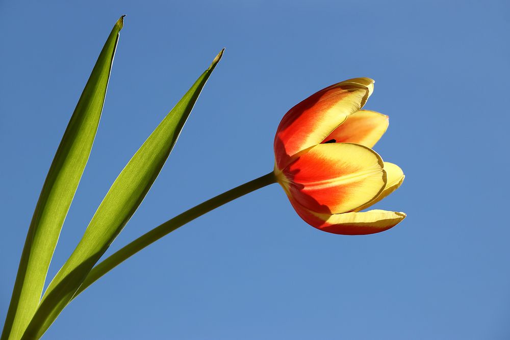 Tulpe mal anders :-)