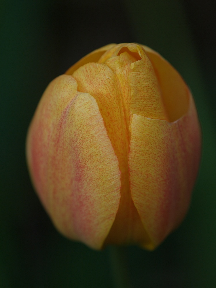 Tulpe mal anders