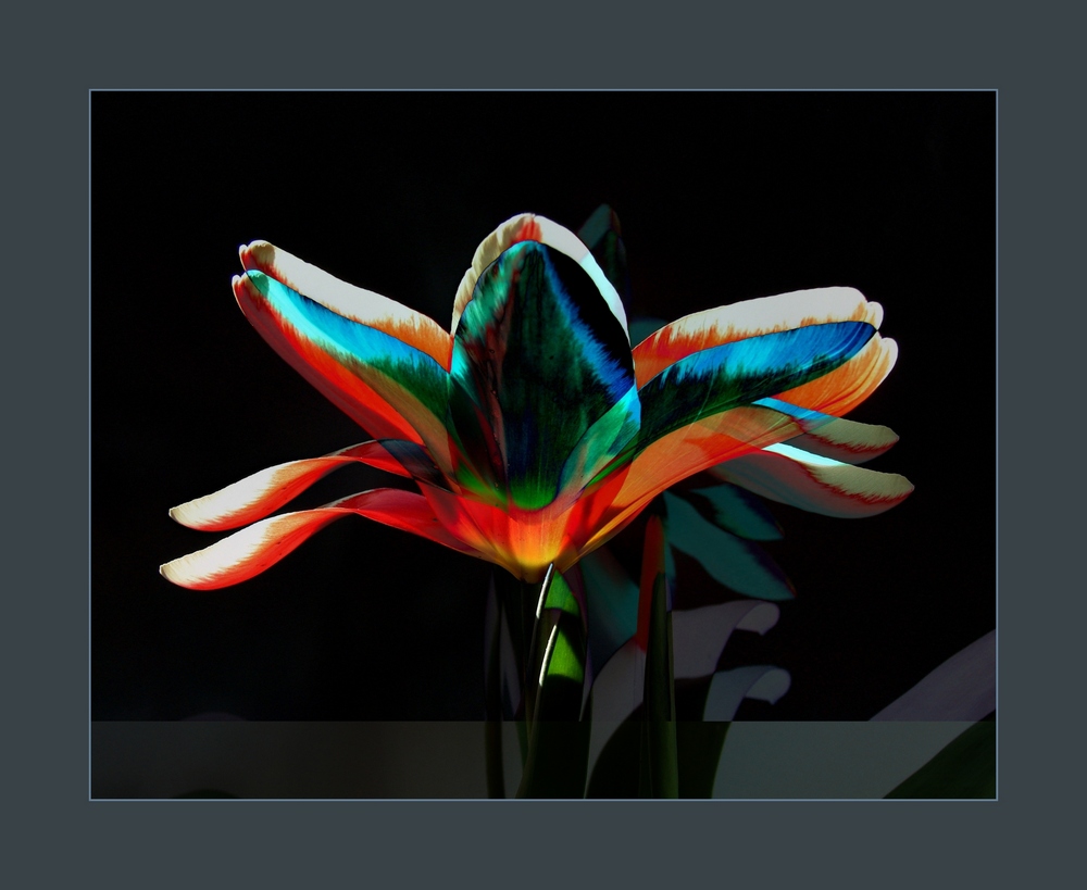 Tulpe- mal anders - (4)