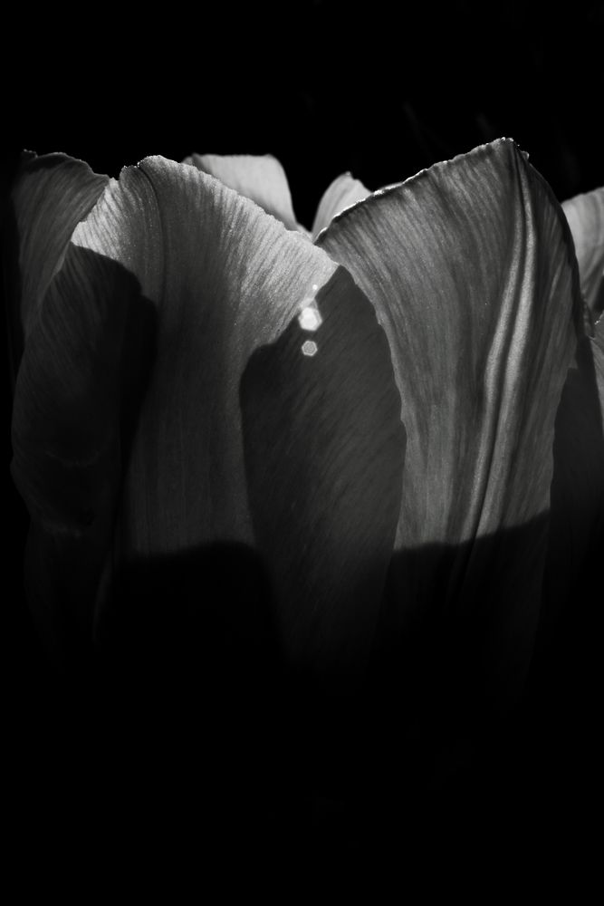 Tulpe mal anders von sebastian83 