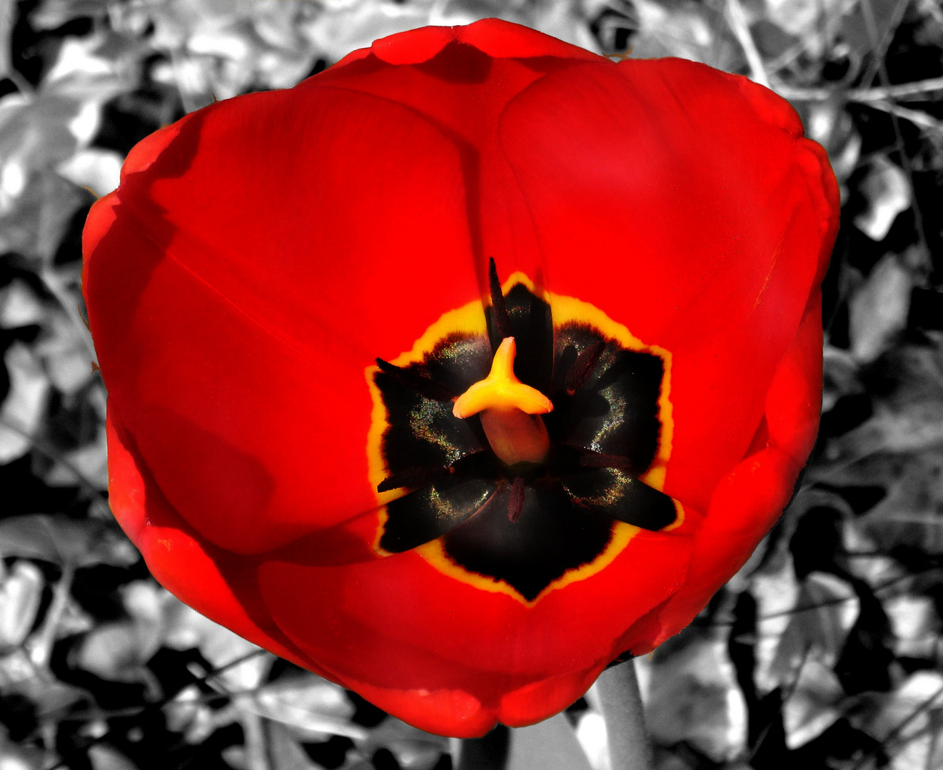 Tulpe mal anders