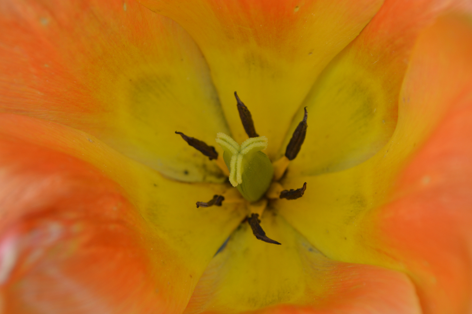 Tulpe mal anders