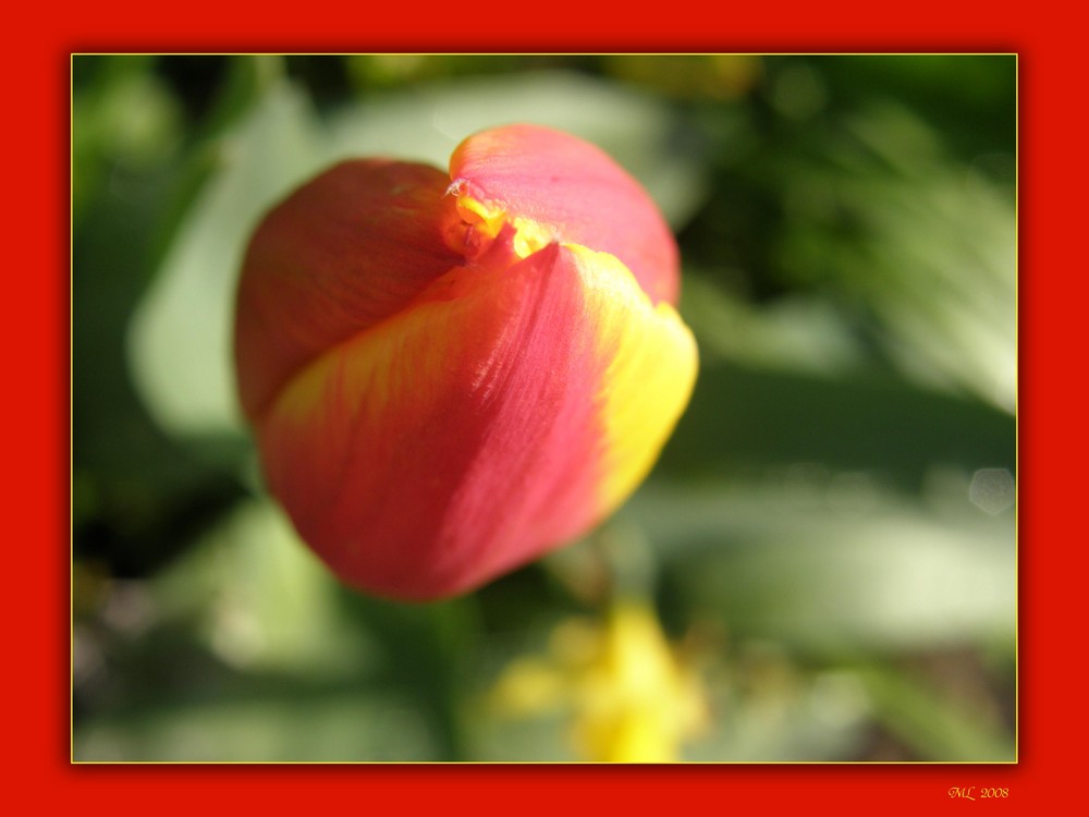 Tulpe (mal anders)