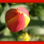 Tulpe (mal anders)