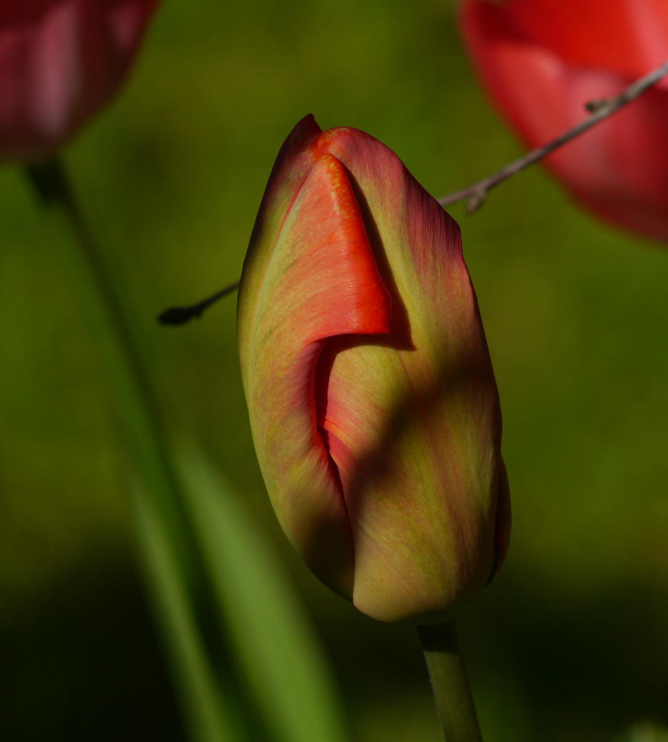 Tulpe - maximal scharf