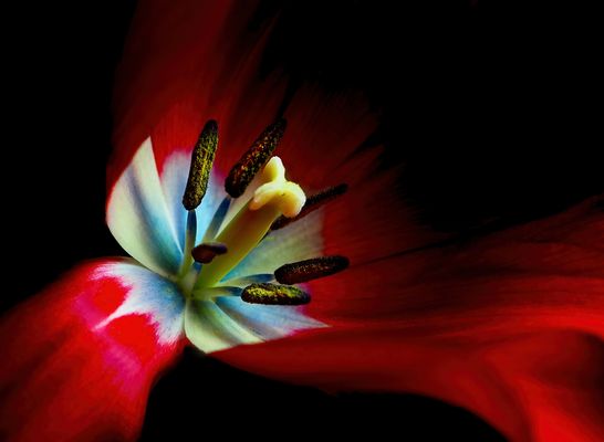 Tulpe.. mein Mittwochsblümchen