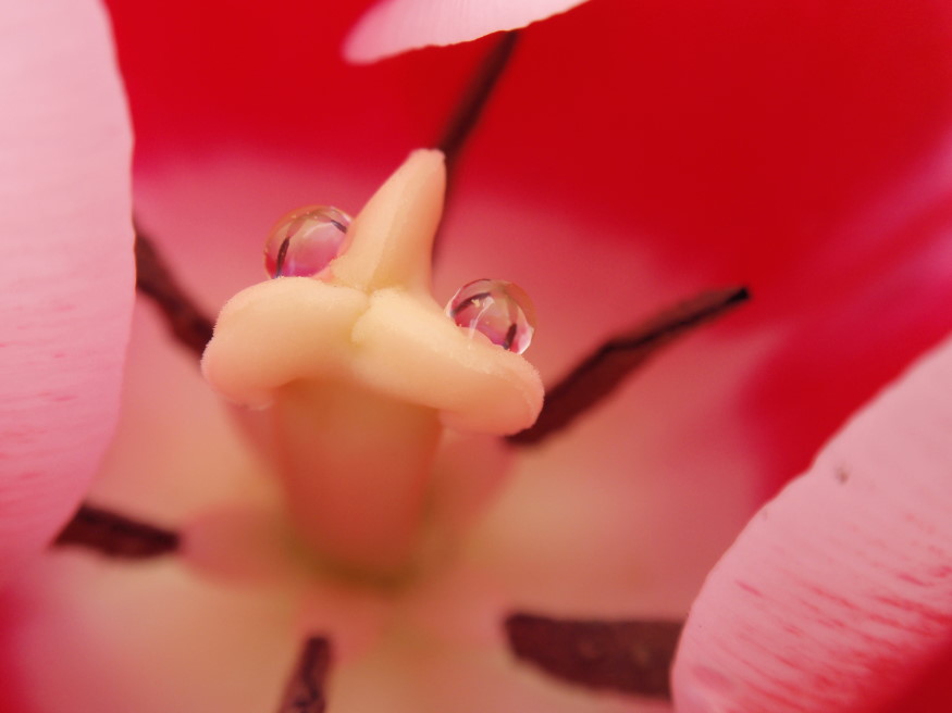 Tulpe mit 2 Perlen