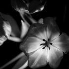 Tulpe mit Backlight