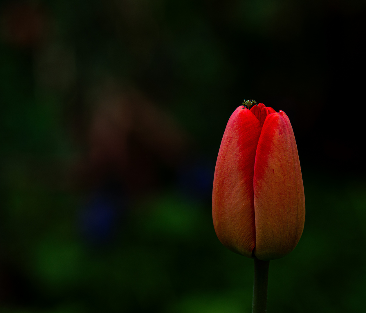 Tulpe mit Besuch