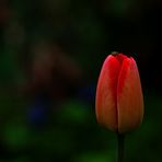 Tulpe mit Besuch