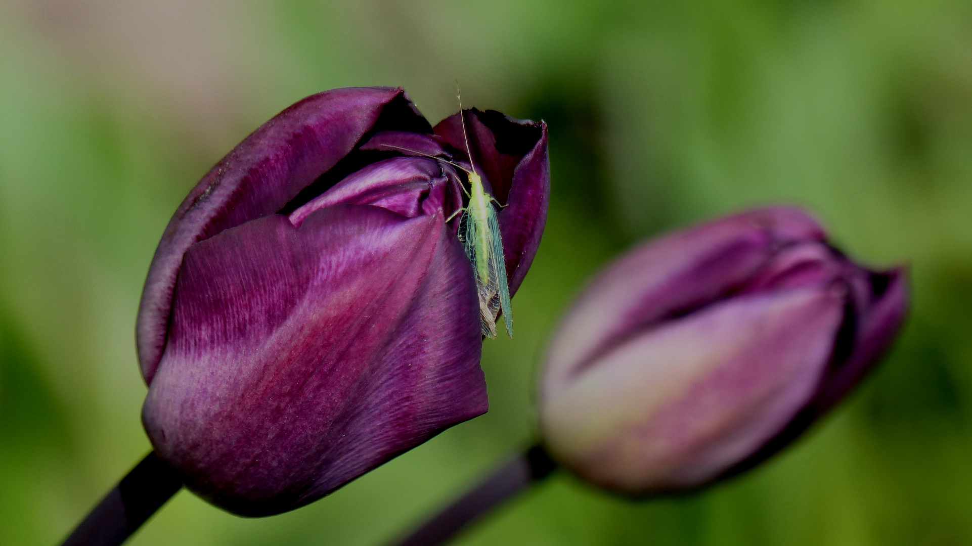 Tulpe mit "Besucher"...