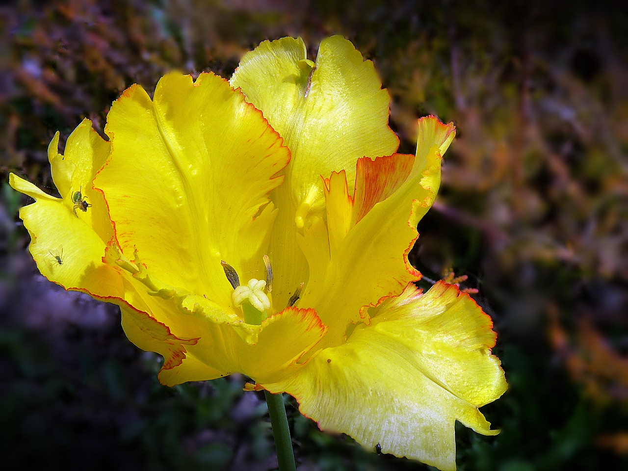 Tulpe  mit Besucher