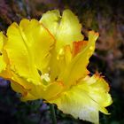 Tulpe  mit Besucher