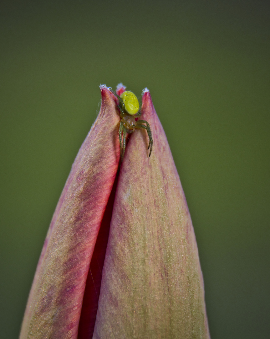 Tulpe mit Bewohner ( Kürbisspinne )